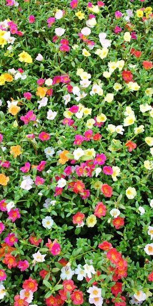 Phone wallpaper: Purslane, Greens, Lot, Sunny, Multicolored, Flowers free download