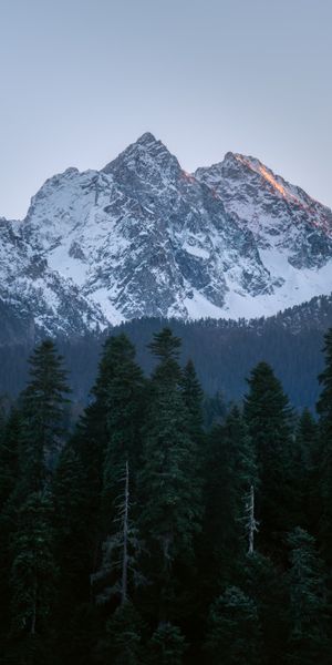 Majestic Mountain Landscape Surrounded by Pine Trees