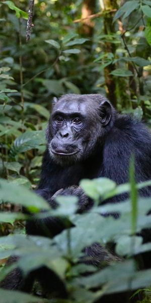 Phone wallpaper: Animals, Chimpanzee, Leaves, Trees free download
