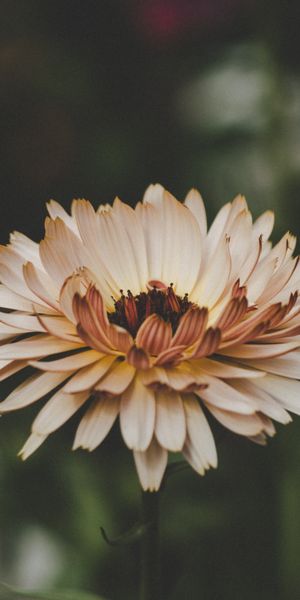 Breathtaking Flower Wallpaper with Elegant Petals and Smooth Blur Effect