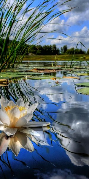 Phone wallpaper: Water Lily, Flowers, Lake, Flower, Pond, Earth, Reflection free download