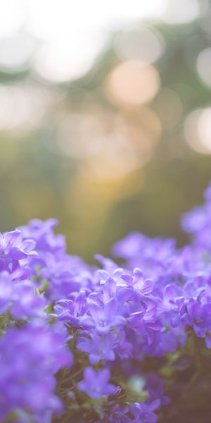 Phone wallpaper: Smooth, Flowers, Lilac, Blur free download