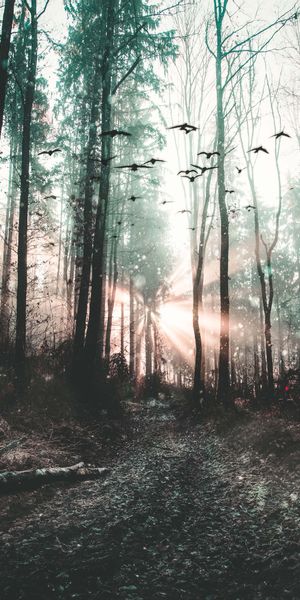 Phone wallpaper: Trees, Forest, Nature, Fog, Mystical, Mystic, Birds free download