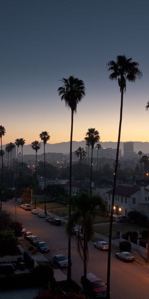 Captivating Los Angeles Nightscape with Palm Trees - Mobile Wallpaper