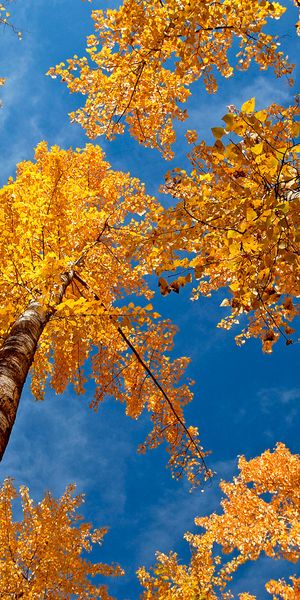 Breathtaking autumn wallpaper featuring golden trees and a blue sky