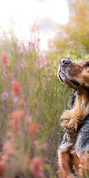 Phone wallpaper: Nature, Dogs, Flower, Dog, Muzzle, Blur, Animal free download