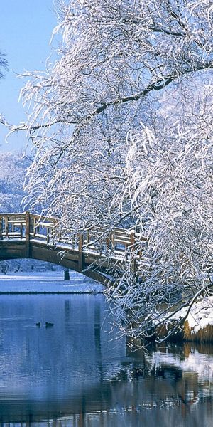 Beautiful Winter Landscape with Snowy Trees and a Serene River