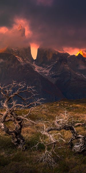 Breathtaking Torres del Paine with a Lonely Tree in Patagonia