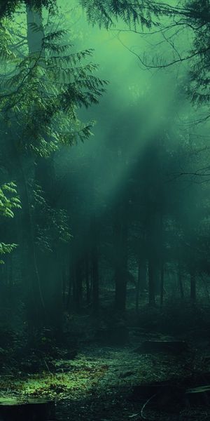 Mysterious Foggy Forest with Soft Light and Shadows