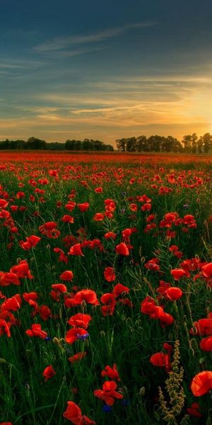 Breathtaking Poppy Field at Sunrise - Free Phone Wallpaper for Nature Lovers