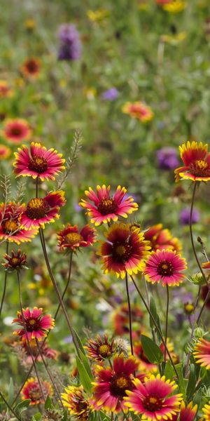 Floral Landscape for Your Mobile Wallpaper