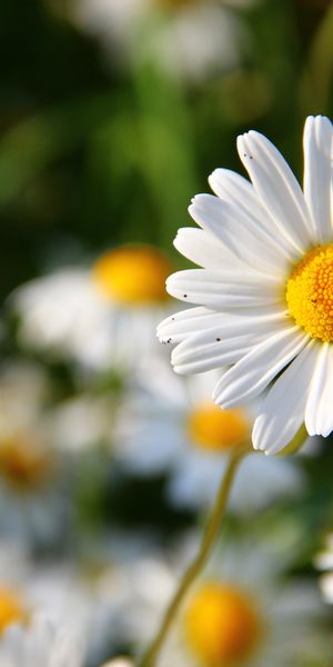 Phone wallpaper: Nature, Flowers, Flower, Blur, Close Up, Earth, Daisy, White Flower free download
