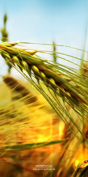Phone wallpaper: Plants, Grass, Wheat, Art free download