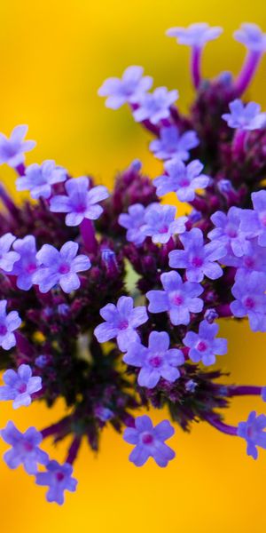 Phone wallpaper: Nature, Flowers, Flower, Macro, Blur, Earth, Purple Flower free download