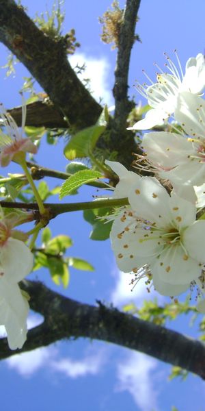 4k White Blossom on Tree Branch in Clear Blue Sky