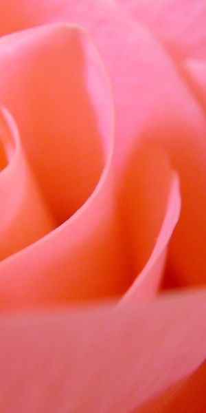 Phone wallpaper: Flowers, Pink, Rose, Earth free download