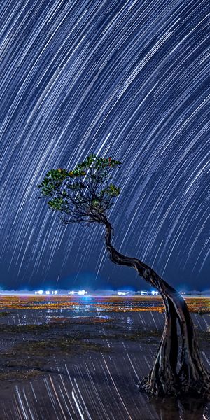 Phone wallpaper: Sky, Stars, Night, Horizon, Tree, Earth, Star Trail free download