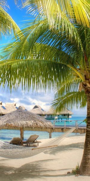 Relaxing Tropical Beach Scene with Palms and Hammock