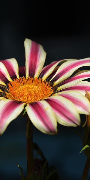 Phone wallpaper: Flowers, Flower, Earth, Gazania free download