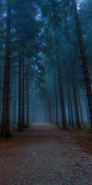 Mysterious Forest Pathway Surrounded by Tall Trees