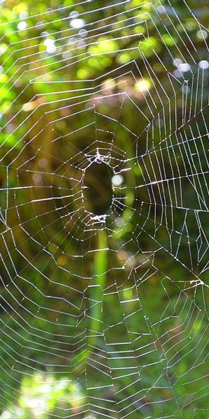 Phone wallpaper: Nature, Blur, Bokeh, Photography, Spider Web free download
