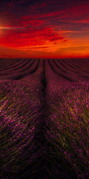 Phone wallpaper: Landscape, Field, Lavender, Photography, Purple Flower free download