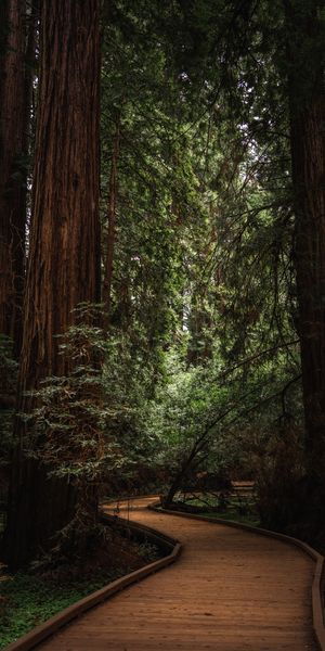 Serene Pathway Through the Forest
