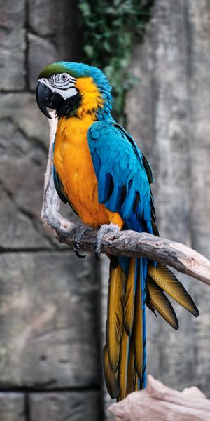 Macaw Parrot Perched on a Branch