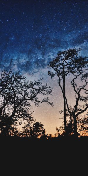 Captivating Night Sky with Stars and Silhouetted Trees