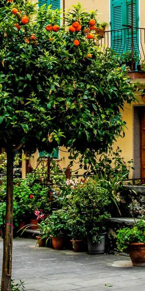 Phone wallpaper: Italy, Cinque Terre, Building, Cities, Street free download