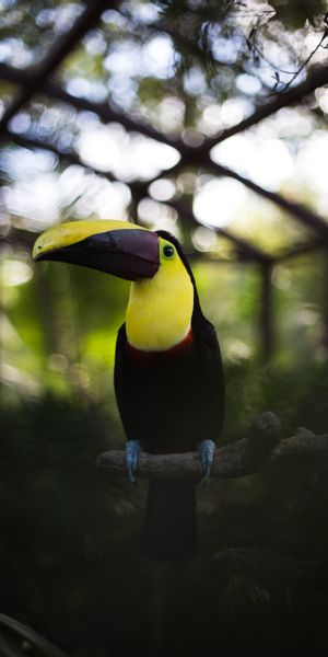 Phone wallpaper: Animals, Beak, Bird, Multicolored, Motley, Toucan free download