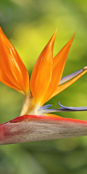 Phone wallpaper: Nature, Flowers, Flower, Blur, Close Up, Earth, Bird Of Paradise, Orange Flower fre