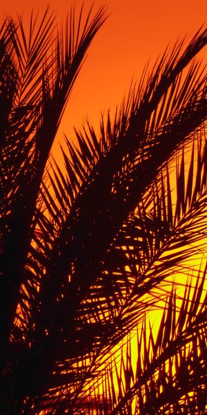Captivating phone wallpaper featuring palm silhouettes against a sunset