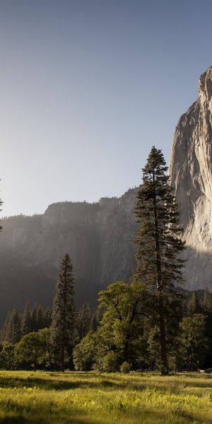Aesthetic Cliff Landscape with Tall Trees - Perfect for Phone Wallpaper
