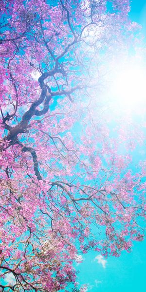 Aesthetic Spring Tree with Bright Sunlight