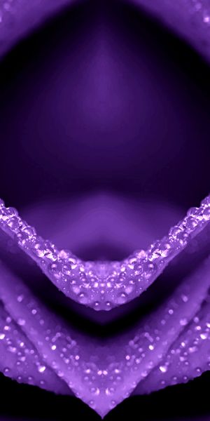 Beautiful purple flower mobile wallpaper featuring dew drops and rich colors