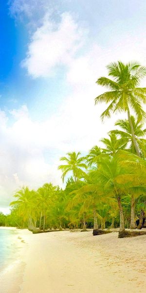 Tropical Paradise: iPhone Wallpaper Featuring Palm Trees and Beach Horizon