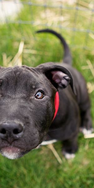 Phone wallpaper: Animals, Muzzle, Smooth, Puppy, Blur free download
