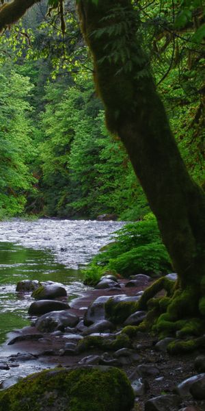 Phone wallpaper: Trees, Nature, Forest, Moss, Rivers, Stones free download