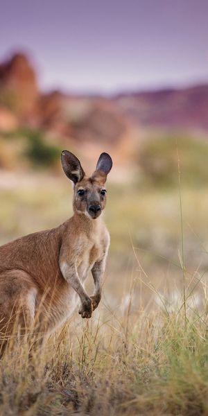 Phone wallpaper: Kangaroo, Blur, Animal, Australia, Marsupial free download