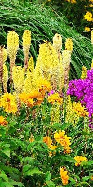 Phone wallpaper: Different, Flowers, Flowerbed, Greens, Flower Bed, Bright free download