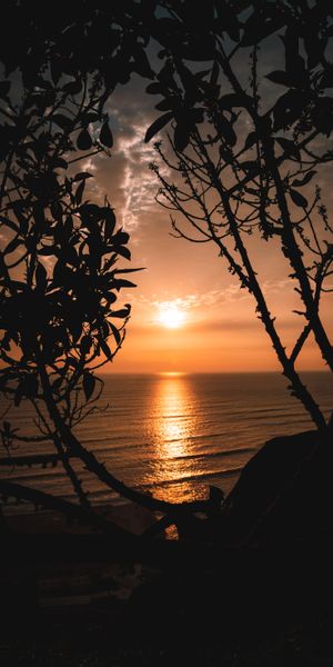 Beautiful Sunset Over the Ocean Framed by Trees