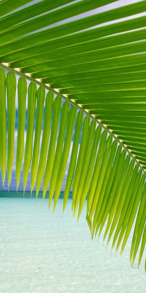 Phone wallpaper: Tropics, Beach, Ocean, Earth free download