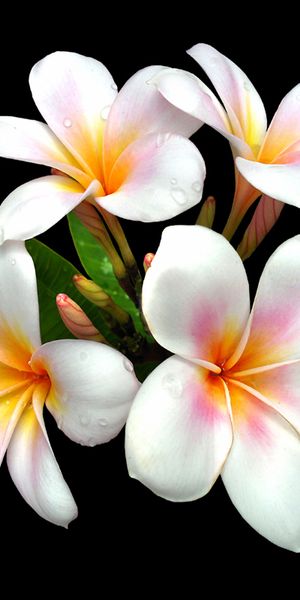 Beautiful Plumeria Flowers for Your Phone Wallpaper