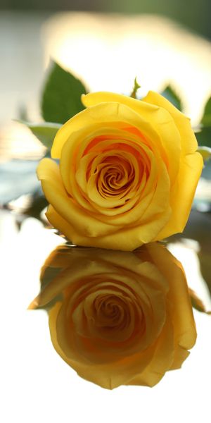 Yellow Rose with Reflection for Your Phone Wallpaper