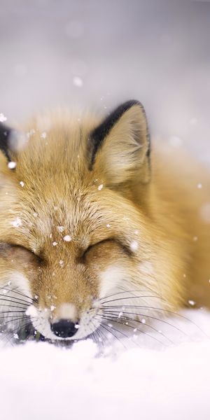 Charming winter scene: a sleeping fox amidst gentle snowfall - phone wallpaper