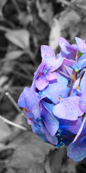 Phone wallpaper: Hydrangea, Selective Color, Flowers, Earth free download