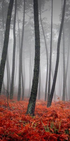 Enchanting High-Quality Phone Wallpaper: Foggy Forest with Vibrant Ferns
