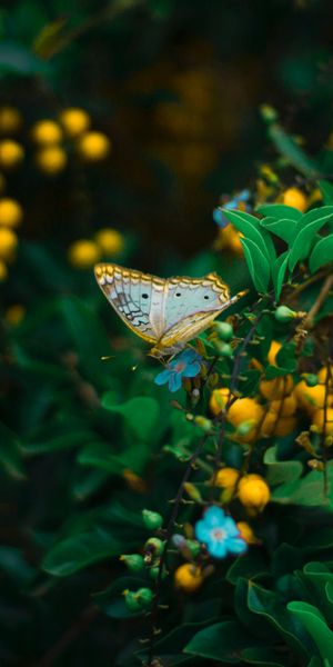 Beautiful Butterfly Perched on Vibrant Flowers in Macro Detail