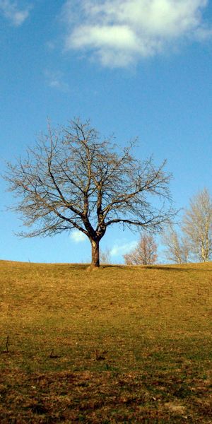 Cool Tree on a Hilltop - Perfect for Your Mobile Wallpaper